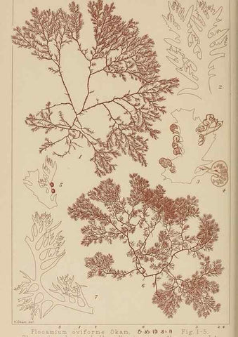 Reproducción/Reproduction 8006296937: Icones of Japanese algae.. Tokyo,Kazamashobo[1907-1942]