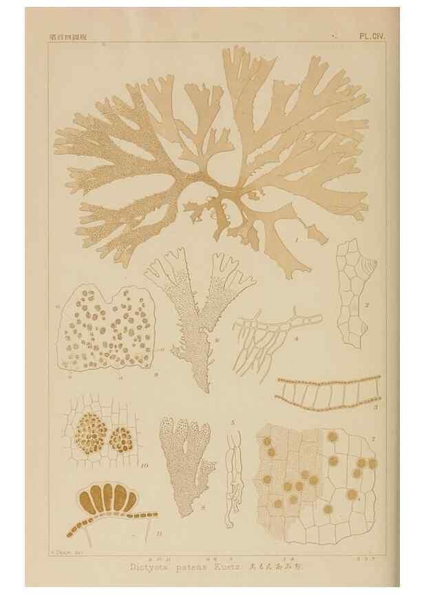 Reproducción/Reproduction 8006300048: Icones of Japanese algae.. Tokyo,Kazamashobo[1907-1942]