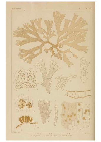 Reproducción/Reproduction 8006300048: Icones of Japanese algae.. Tokyo,Kazamashobo[1907-1942]