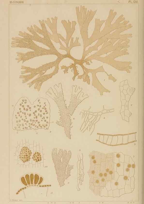 Reproducción/Reproduction 8006300048: Icones of Japanese algae.. Tokyo,Kazamashobo[1907-1942]