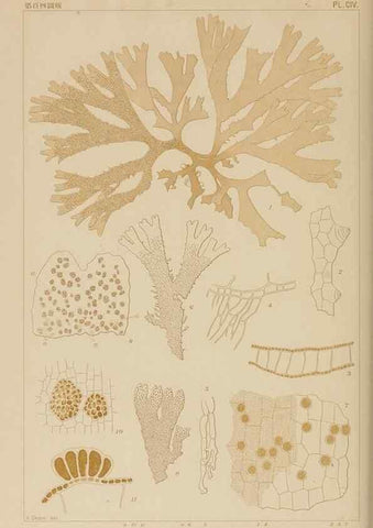Reproducción/Reproduction 8006300048: Icones of Japanese algae.. Tokyo,Kazamashobo[1907-1942]