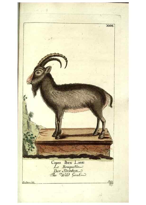 Reproducción/Reproduction 7999629478: Gemeinnüzzige Naturgeschichte des Thierreichs :. Berlin ;bei Gottlieb August Lange,1780-1789.