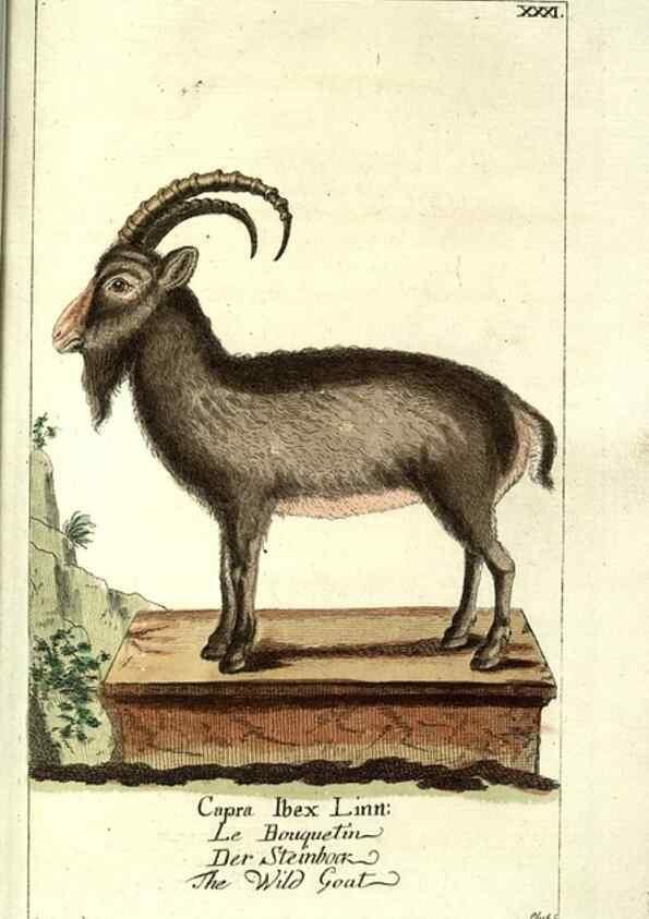Reproducción/Reproduction 7999629478: Gemeinnüzzige Naturgeschichte des Thierreichs :. Berlin ;bei Gottlieb August Lange,1780-1789.