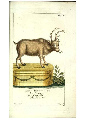 Reproducción/Reproduction 7999628988: Gemeinnüzzige Naturgeschichte des Thierreichs :. Berlin ;bei Gottlieb August Lange,1780-1789.