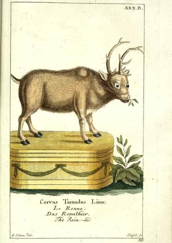 Reproducción/Reproduction 7999628988: Gemeinnüzzige Naturgeschichte des Thierreichs :. Berlin ;bei Gottlieb August Lange,1780-1789.