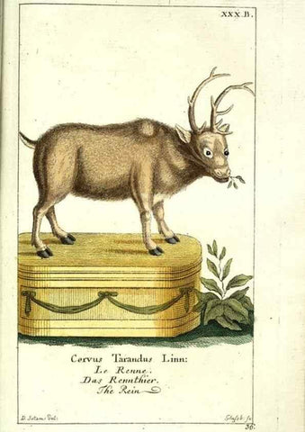 Reproducción/Reproduction 7999628988: Gemeinnüzzige Naturgeschichte des Thierreichs :. Berlin ;bei Gottlieb August Lange,1780-1789.