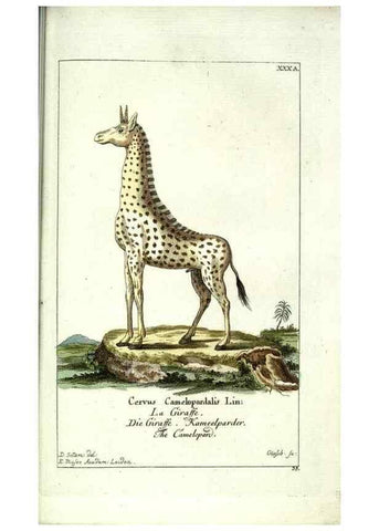 Reproducción/Reproduction 7999628474: Gemeinnüzzige Naturgeschichte des Thierreichs :. Berlin ;bei Gottlieb August Lange,1780-1789.