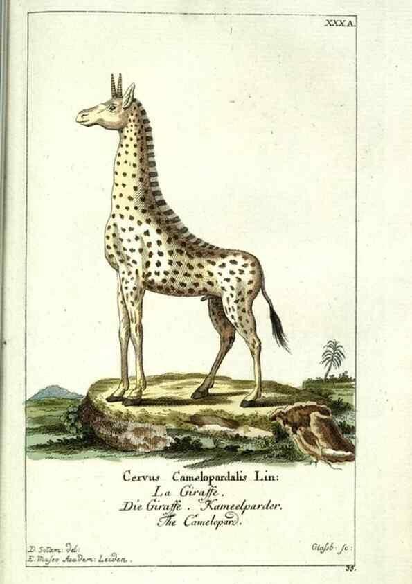 Reproducción/Reproduction 7999628474: Gemeinnüzzige Naturgeschichte des Thierreichs :. Berlin ;bei Gottlieb August Lange,1780-1789.