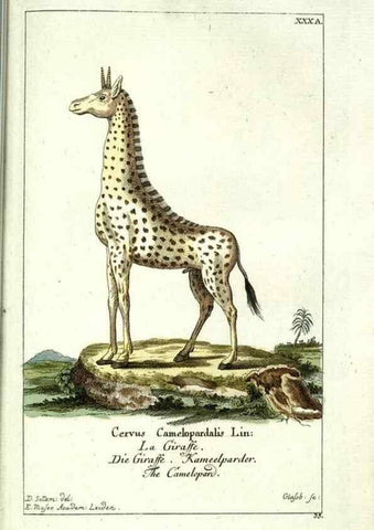 Reproducción/Reproduction 7999628474: Gemeinnüzzige Naturgeschichte des Thierreichs :. Berlin ;bei Gottlieb August Lange,1780-1789.