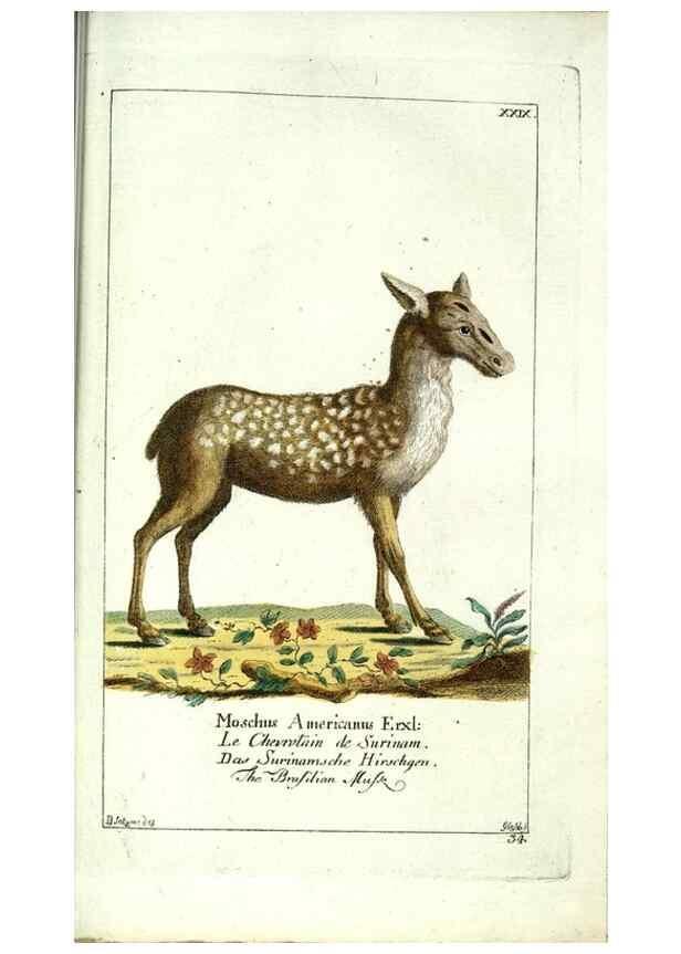 Reproducción/Reproduction 7999624293: Gemeinnüzzige Naturgeschichte des Thierreichs :. Berlin ;bei Gottlieb August Lange,1780-1789.