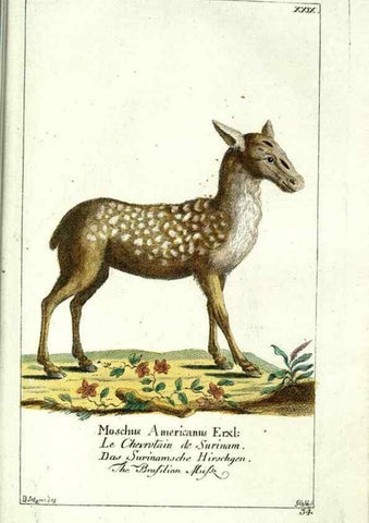 Reproducción/Reproduction 7999624293: Gemeinnüzzige Naturgeschichte des Thierreichs :. Berlin ;bei Gottlieb August Lange,1780-1789.