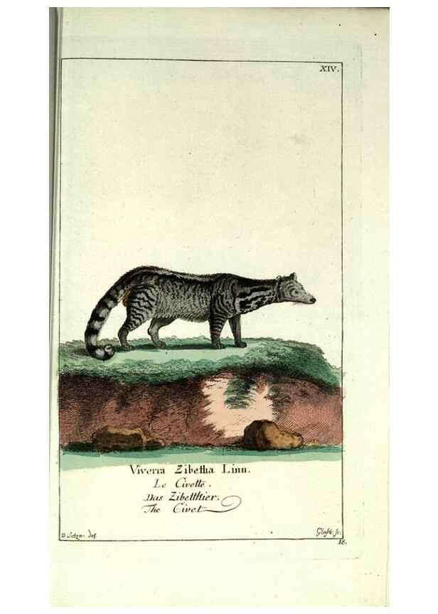 Reproducción/Reproduction 7999616587: Gemeinnüzzige Naturgeschichte des Thierreichs :. Berlin ;bei Gottlieb August Lange,1780-1789.