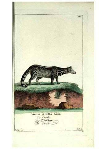 Reproducción/Reproduction 7999616587: Gemeinnüzzige Naturgeschichte des Thierreichs :. Berlin ;bei Gottlieb August Lange,1780-1789.