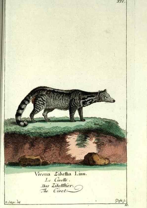 Reproducción/Reproduction 7999616587: Gemeinnüzzige Naturgeschichte des Thierreichs :. Berlin ;bei Gottlieb August Lange,1780-1789.