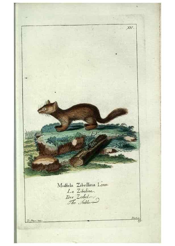 Reproducción/Reproduction 7999620874: Gemeinnüzzige Naturgeschichte des Thierreichs :. Berlin ;bei Gottlieb August Lange,1780-1789.