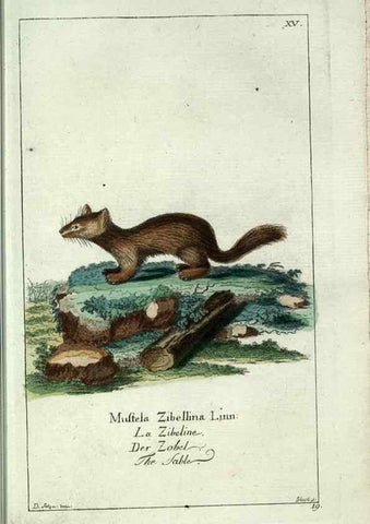 Reproducción/Reproduction 7999620874: Gemeinnüzzige Naturgeschichte des Thierreichs :. Berlin ;bei Gottlieb August Lange,1780-1789.