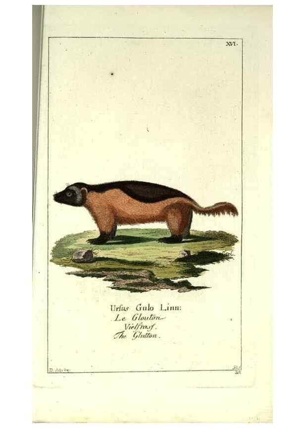 Reproducción/Reproduction 7999617509: Gemeinnüzzige Naturgeschichte des Thierreichs :. Berlin ;bei Gottlieb August Lange,1780-1789.