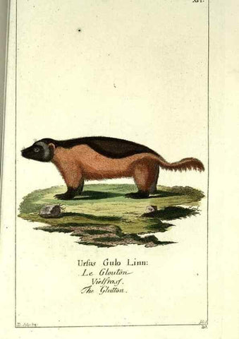 Reproducción/Reproduction 7999617509: Gemeinnüzzige Naturgeschichte des Thierreichs :. Berlin ;bei Gottlieb August Lange,1780-1789.