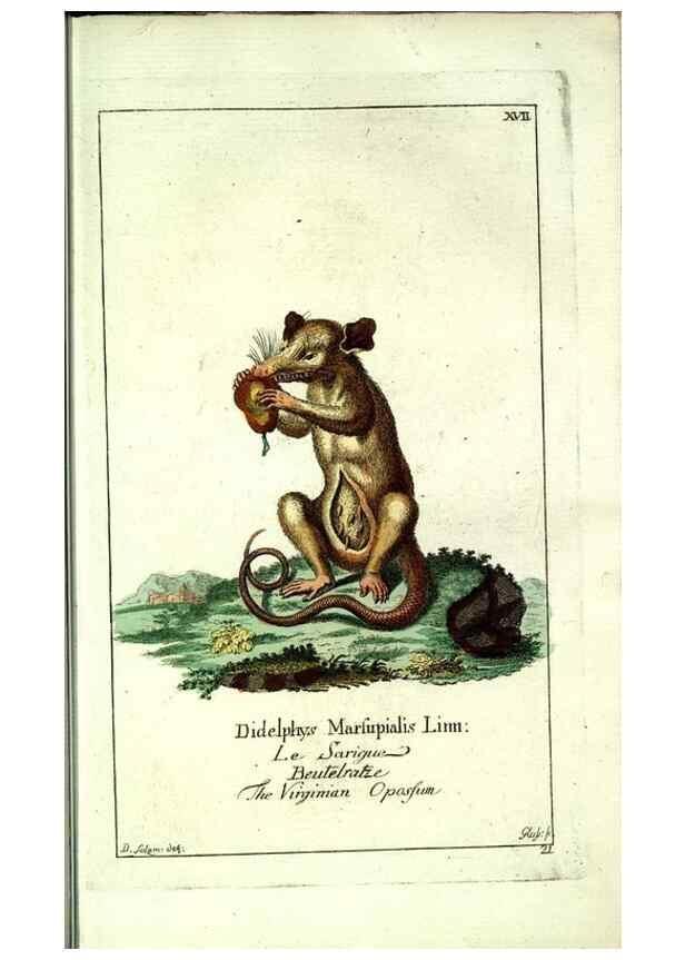 Reproducción/Reproduction 7999621796: Gemeinnüzzige Naturgeschichte des Thierreichs :. Berlin ;bei Gottlieb August Lange,1780-1789.