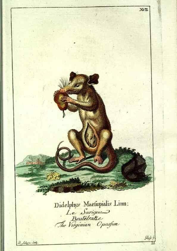 Reproducción/Reproduction 7999621796: Gemeinnüzzige Naturgeschichte des Thierreichs :. Berlin ;bei Gottlieb August Lange,1780-1789.