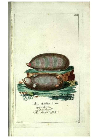 Reproducción/Reproduction 7999618505: Gemeinnüzzige Naturgeschichte des Thierreichs :. Berlin ;bei Gottlieb August Lange,1780-1789.