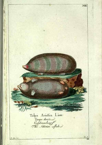 Reproducción/Reproduction 7999618505: Gemeinnüzzige Naturgeschichte des Thierreichs :. Berlin ;bei Gottlieb August Lange,1780-1789.