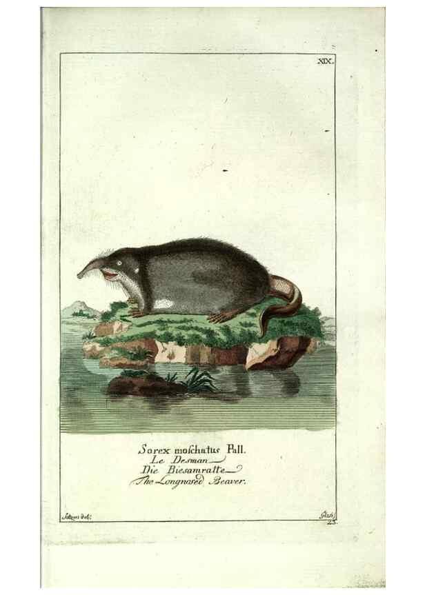 Reproducción/Reproduction 7999622828: Gemeinnüzzige Naturgeschichte des Thierreichs :. Berlin ;bei Gottlieb August Lange,1780-1789.
