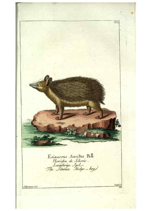 Reproducción/Reproduction 7999619365: Gemeinnüzzige Naturgeschichte des Thierreichs :. Berlin ;bei Gottlieb August Lange,1780-1789.