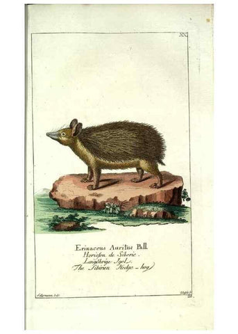 Reproducción/Reproduction 7999619365: Gemeinnüzzige Naturgeschichte des Thierreichs :. Berlin ;bei Gottlieb August Lange,1780-1789.