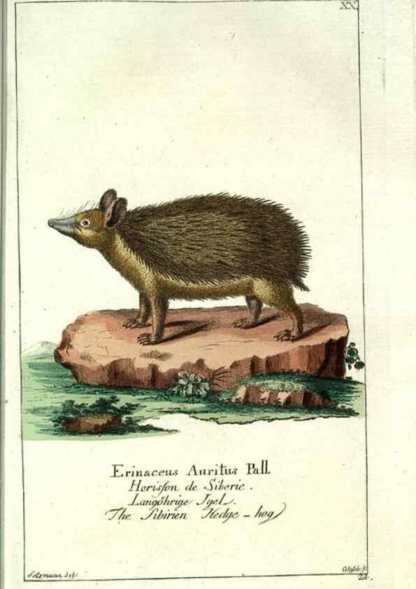 Reproducción/Reproduction 7999619365: Gemeinnüzzige Naturgeschichte des Thierreichs :. Berlin ;bei Gottlieb August Lange,1780-1789.