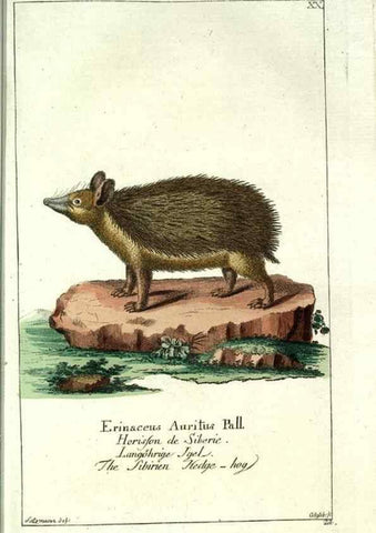Reproducción/Reproduction 7999619365: Gemeinnüzzige Naturgeschichte des Thierreichs :. Berlin ;bei Gottlieb August Lange,1780-1789.