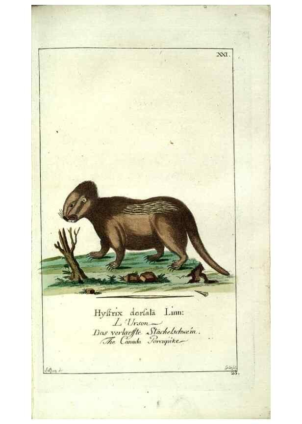 Reproducción/Reproduction 7999619797: Gemeinnüzzige Naturgeschichte des Thierreichs :. Berlin ;bei Gottlieb August Lange,1780-1789.