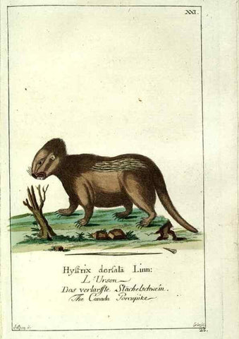 Reproducción/Reproduction 7999619797: Gemeinnüzzige Naturgeschichte des Thierreichs :. Berlin ;bei Gottlieb August Lange,1780-1789.
