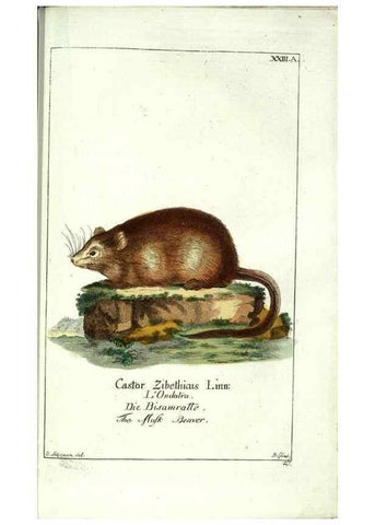 Reproducción/Reproduction 7999624748: Gemeinnüzzige Naturgeschichte des Thierreichs :. Berlin ;bei Gottlieb August Lange,1780-1789.