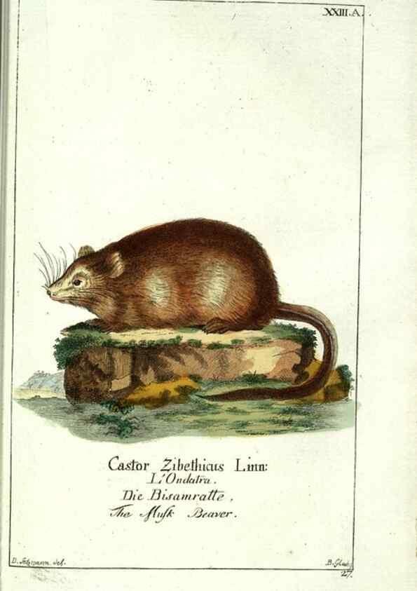 Reproducción/Reproduction 7999624748: Gemeinnüzzige Naturgeschichte des Thierreichs :. Berlin ;bei Gottlieb August Lange,1780-1789.