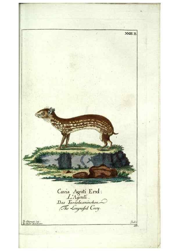 Reproducción/Reproduction 7999621459: Gemeinnüzzige Naturgeschichte des Thierreichs :. Berlin ;bei Gottlieb August Lange,1780-1789.
