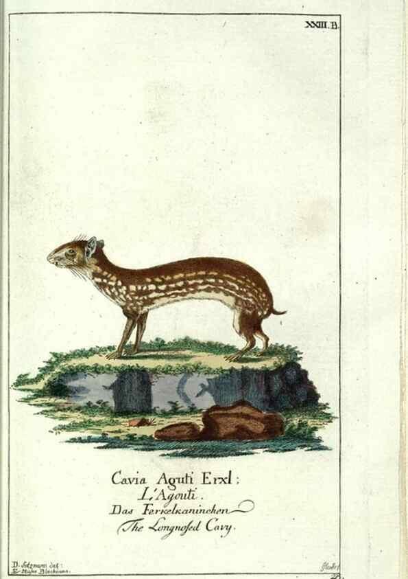 Reproducción/Reproduction 7999621459: Gemeinnüzzige Naturgeschichte des Thierreichs :. Berlin ;bei Gottlieb August Lange,1780-1789.