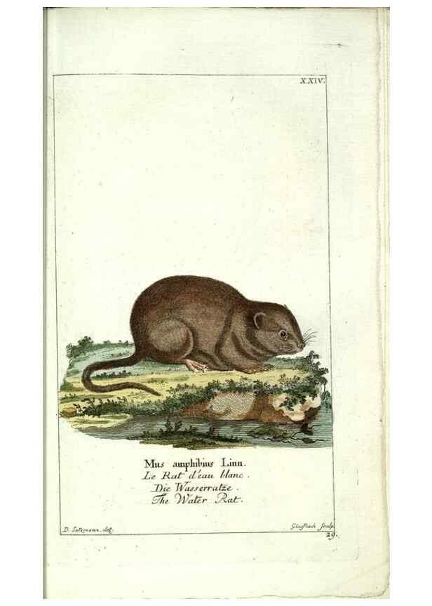 Reproducción/Reproduction 7999621909: Gemeinnüzzige Naturgeschichte des Thierreichs :. Berlin ;bei Gottlieb August Lange,1780-1789.