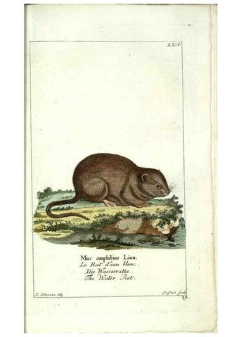 Reproducción/Reproduction 7999621909: Gemeinnüzzige Naturgeschichte des Thierreichs :. Berlin ;bei Gottlieb August Lange,1780-1789.