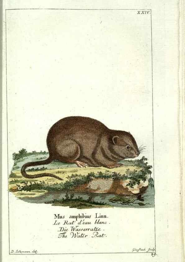Reproducción/Reproduction 7999621909: Gemeinnüzzige Naturgeschichte des Thierreichs :. Berlin ;bei Gottlieb August Lange,1780-1789.