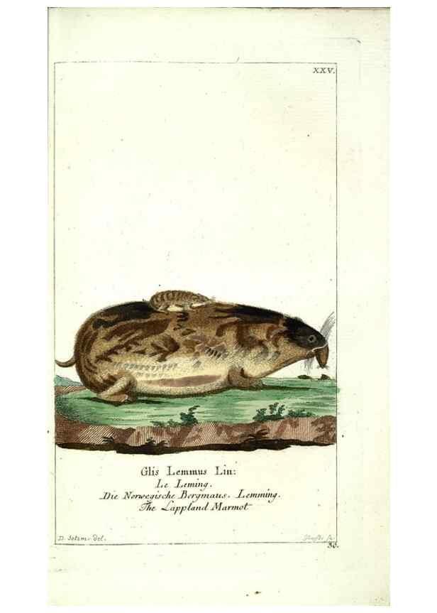 Reproducción/Reproduction 7999626146: Gemeinnüzzige Naturgeschichte des Thierreichs :. Berlin ;bei Gottlieb August Lange,1780-1789.