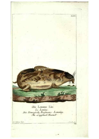 Reproducción/Reproduction 7999626146: Gemeinnüzzige Naturgeschichte des Thierreichs :. Berlin ;bei Gottlieb August Lange,1780-1789.