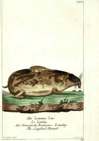 Reproducción/Reproduction 7999626146: Gemeinnüzzige Naturgeschichte des Thierreichs :. Berlin ;bei Gottlieb August Lange,1780-1789.