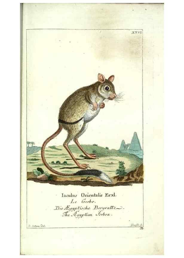 Reproducción/Reproduction 7999622795: Gemeinnüzzige Naturgeschichte des Thierreichs :. Berlin ;bei Gottlieb August Lange,1780-1789.