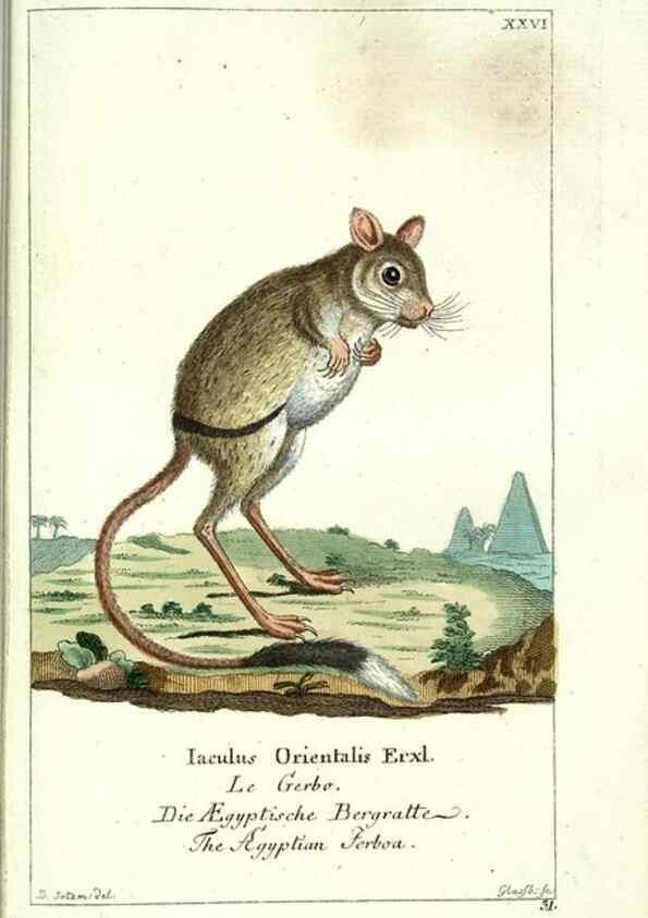 Reproducción/Reproduction 7999622795: Gemeinnüzzige Naturgeschichte des Thierreichs :. Berlin ;bei Gottlieb August Lange,1780-1789.
