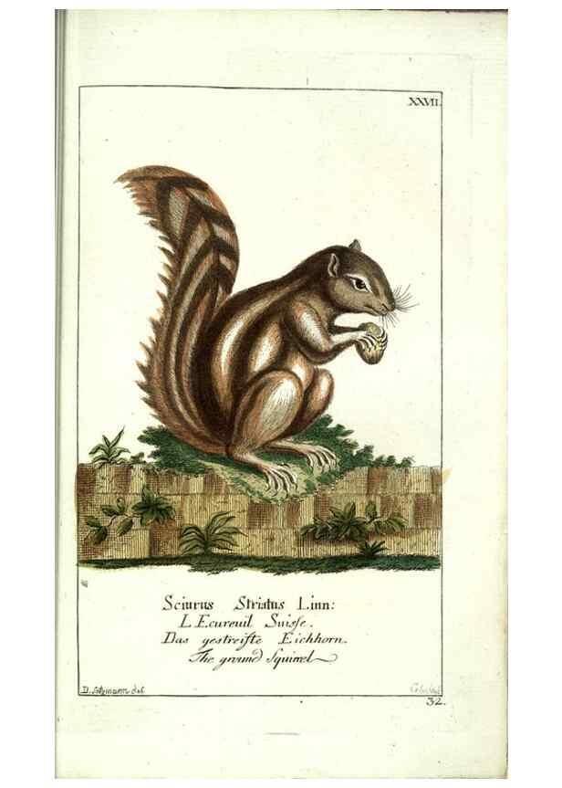 Reproducción/Reproduction 7999627044: Gemeinnüzzige Naturgeschichte des Thierreichs :. Berlin ;bei Gottlieb August Lange,1780-1789.