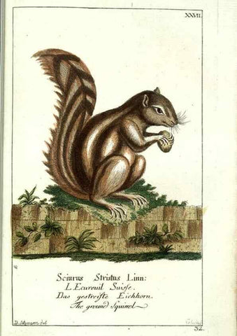 Reproducción/Reproduction 7999627044: Gemeinnüzzige Naturgeschichte des Thierreichs :. Berlin ;bei Gottlieb August Lange,1780-1789.