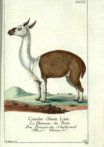 Reproducción/Reproduction 7999623833: Gemeinnüzzige Naturgeschichte des Thierreichs :. Berlin ;bei Gottlieb August Lange,1780-1789.