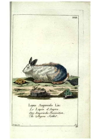 Reproducción/Reproduction 7999620283: Gemeinnüzzige Naturgeschichte des Thierreichs :. Berlin ;bei Gottlieb August Lange,1780-1789.