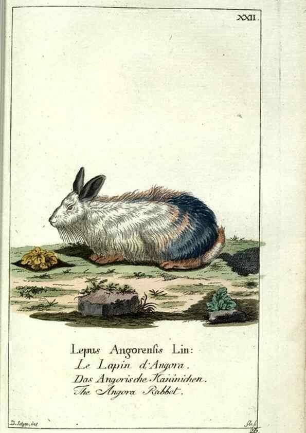 Reproducción/Reproduction 7999620283: Gemeinnüzzige Naturgeschichte des Thierreichs :. Berlin ;bei Gottlieb August Lange,1780-1789.